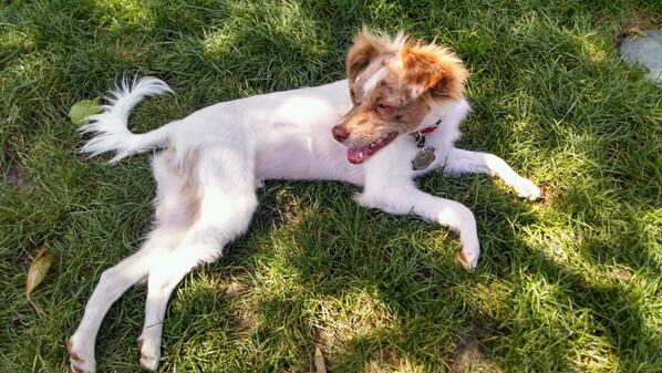 raphpuppy's tweet image. I love grass!