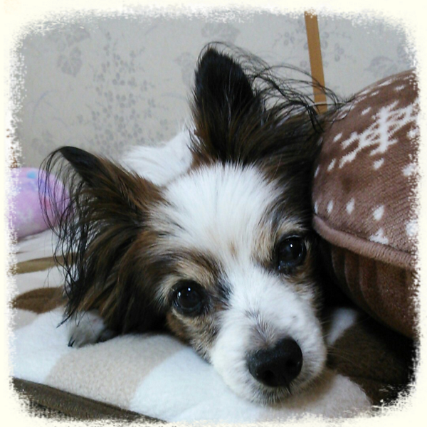 luckygonta1105's tweet photo. ごんたくん 15歳のお誕生日
おめでとー♡♡♡
これからも一緒に楽しい毎日を
過ごそうね(๑´`๑)♡♡ http://t.co/Yyuw8vGWHU