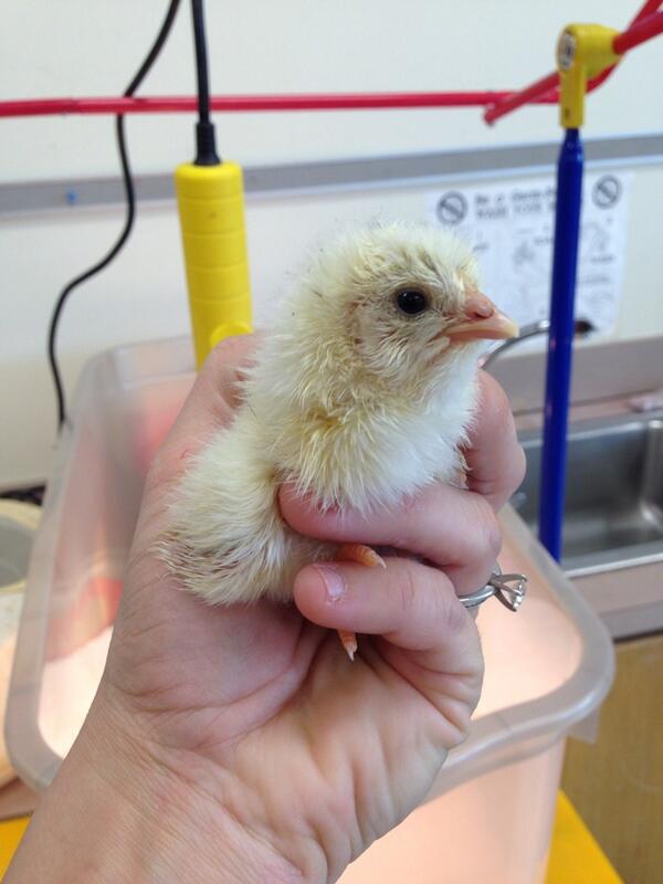 We have one chick!! Hopefully more will hatch this week!! :)