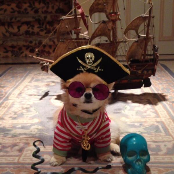 Only thing missing from this scurvy sea dog is a peg-paw!!! "Where ARRRRR the treats?!" #RT if you have a #SEAPUP!!!