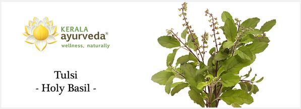 Tulsi - Holy Basil  Let's know why Holy Basil is so sacred. ayurvedaacademy.com/blogs/tulsi-ho…