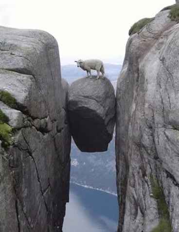 1GarethWynJones's tweet photo. This will make you smile suicidal sheep http://t.co/V3nlYTDZLS