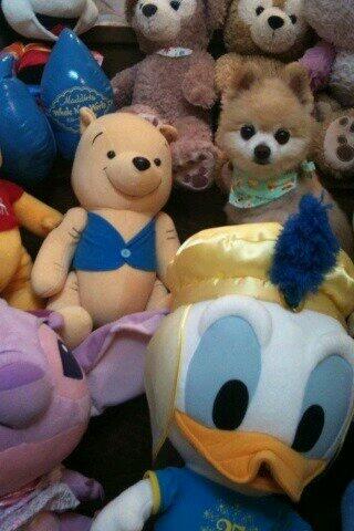 loveddcafe's tweet image. 인형같은 강아지