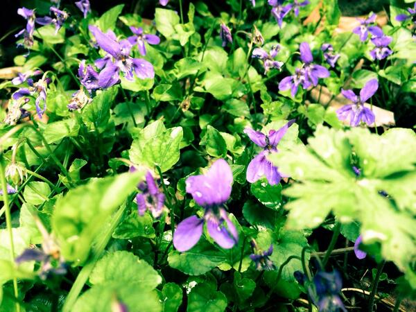 YijiaR's tweet photo. Dublin blossoming💛 http://t.co/bUp15NFi1a
