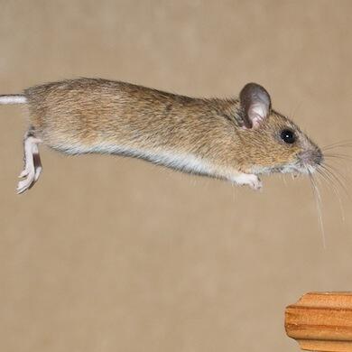 How to Get Rid of Mice for Good in 16 Steps - Bob Vila