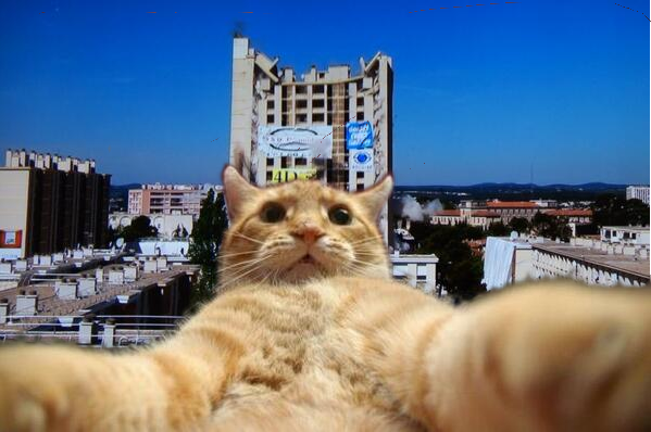 Ronnie Breaking Un Chat Se Prend En Selfie Au Petit Bard Tourh Http T Co Krkn6zn80h