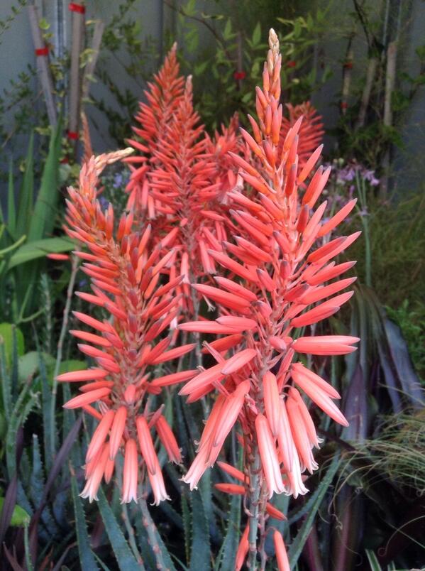 Just look at the beautiful Aloe 'Peri Peri' flowers!