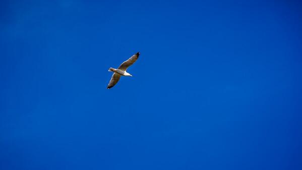flying against the big blue sky by BenjaminNwaneampeh #bird,blue,clean,flying,minimalist,sky,spread wings