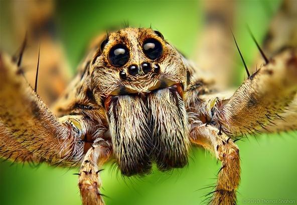 koinyay4leif's tweet photo. wolf spiders fangs http://t.co/gZRI1f2HkU