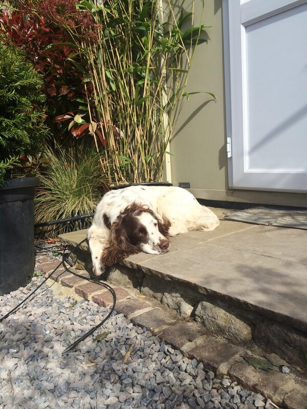 RHS Malvern Festival (@rhsmalvern) on Twitter photo All this posing makes for tiring work says <a href="/PeterDowle/">Peter Dowle</a>'s pooch Oscar #RHSMalvern #CotsStyleCover All this posing makes for tiring work says <a href="/PeterDowle/">Peter Dowle</a>'s pooch Oscar #RHSMalvern #CotsStyleCover