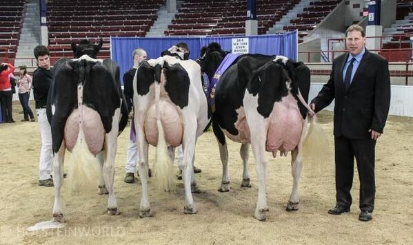NYAnimalAg's tweet photo. Showing cows is a little like the Miss America pageant. Would best udder be comparable to the swimsuit competition? http://t.co/WW8hxUhj2O