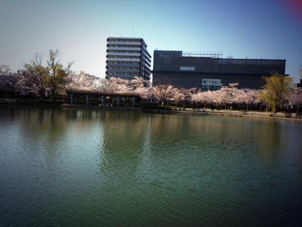 lisasuke_f's tweet photo. 咲いた～♡

#frenchbulldog #桜 #お花見 http://t.co/H7IwTggjPy