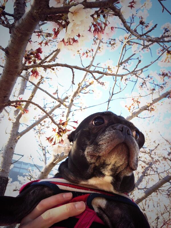 lisasuke_f's tweet photo. 咲いた～♡

#frenchbulldog #桜 #お花見 http://t.co/H7IwTggjPy