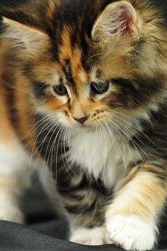 PetParentsTV's tweet photo. This #kitten is sad because nobody is visiting our blog. http://t.co/BHpuYf0z6e http://t.co/JcvcMKKwzY