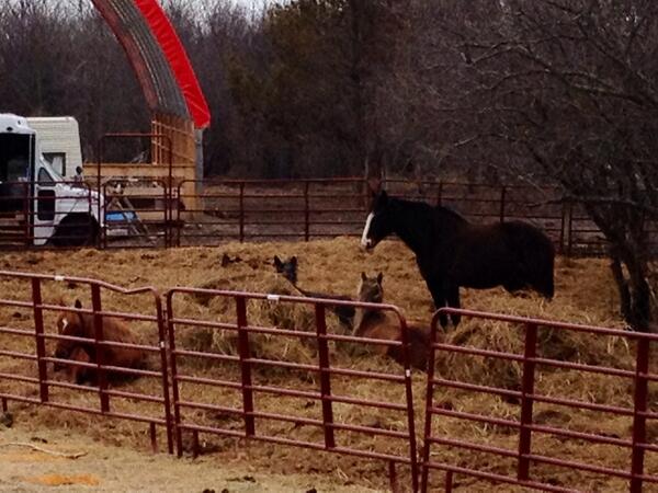 Heal With Horses tweet media