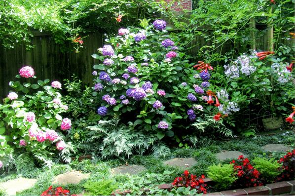 DecaturGardenTr's tweet image. Love #hydrangea? 'Vince Dooley’ &amp;amp; ‘PeeGee’ varieties flourish on the #decaturga #gardentour. bit.ly/PxBMws