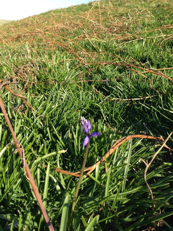 skomer_island's tweet image. First few bluebells of the year at Skomer