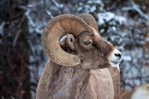 JasonBWhitman's tweet photo. My first image for @WilliamShatner 's event (A400) is one of my favorite Bighorn Sheep shots http://t.co/FM20HAc3NC http://t.co/kHF0wKOjT1