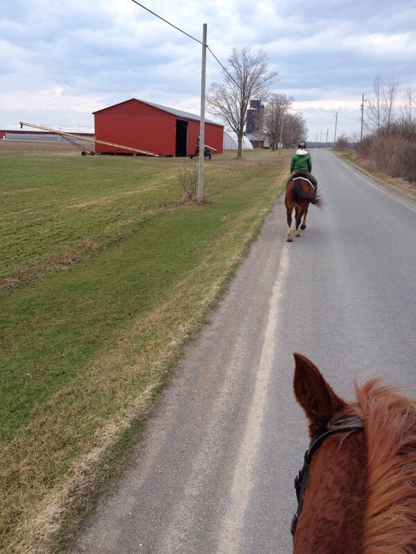 Heal With Horses tweet media