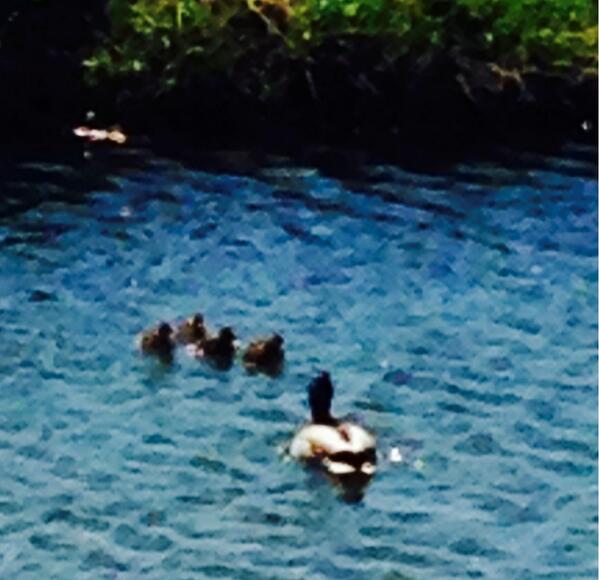 VintageICV's tweet photo. The first ducklings are swimming about at #duckpool 😊😊🐥 http://t.co/2LgJRsJRmL