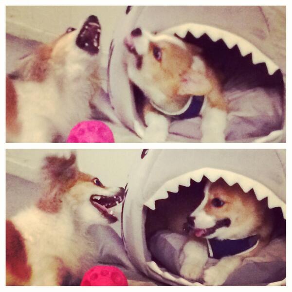 CorgiRoo's tweet image. &quot;Get out of my #shark house Roo! #LOL #JK&quot; @CorgiNation @DailyPuppy @EmergencyPuppy @TheDailyCorgi @iLovePetsDaily