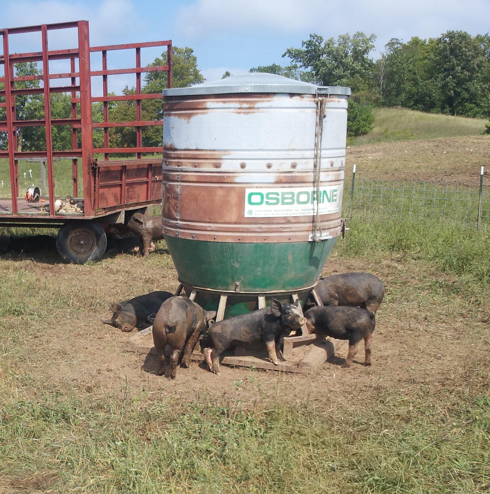 Osborne Industries On Twitter Osborne Big Wheel Pig Feeders For