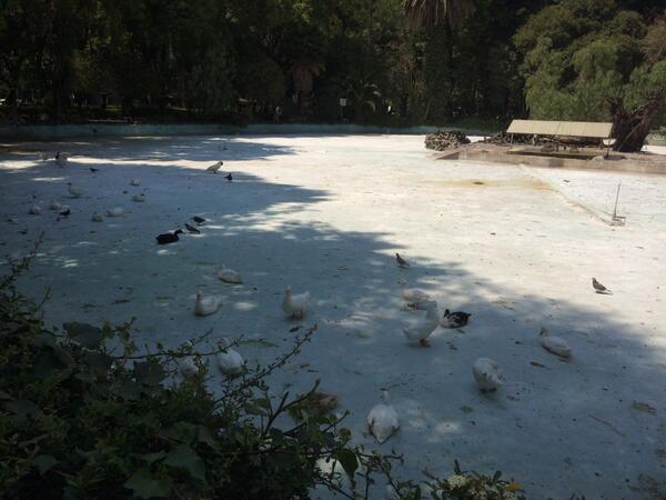 CATICMEXICO's tweet photo. Ojalá puedan hacer algo, los patos del Parque México Condesa, DF no tienen agua!!! http://t.co/VaBV69ig5p