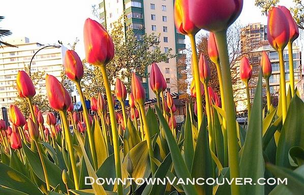 Beautiful weather in #downtownvancouver can't wait for summer. Tulips. #vancouver #englishbay