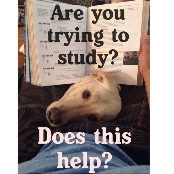 rickyserio87's tweet photo. My dog is so nosy always trying to see what I'm doing lol. I love this big guy! http://t.co/uLO0Cku7bv