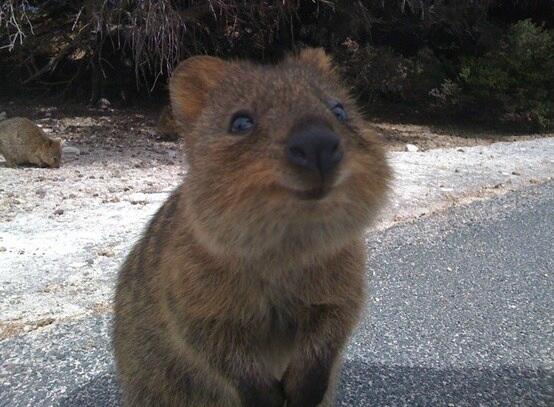 Western Australia on Twitter: Western Australia on Twitter: