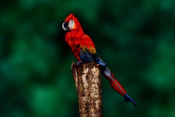 iIusionOptica's tweet photo. Mira atentamente!!!! No es un pájaro, es una mujer!!!! http://t.co/HpUhRclsug