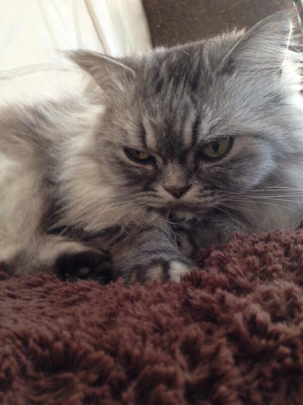 _mutako's tweet photo. 怖いよ〜顔が！
どーしたの？何怒ってるの？
( ॢꈍ૩ꈍ) ॢぷ४४४* http://t.co/xLKBdE8Ocp