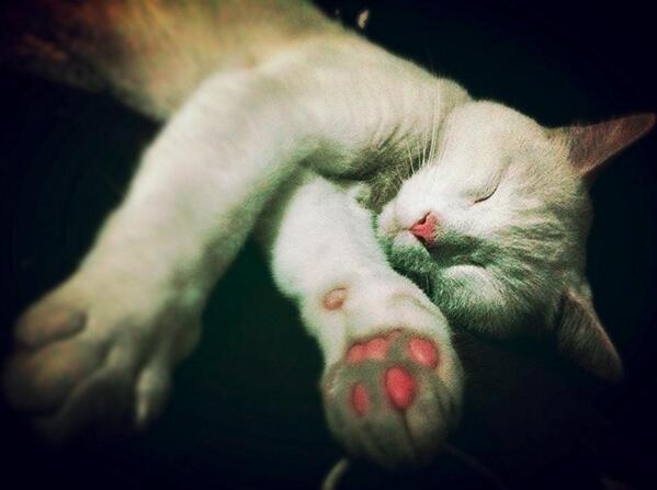 KittyFlix's tweet photo. From a fan! http://t.co/Ezl6XREPs4 http://t.co/tntNUd2ltt