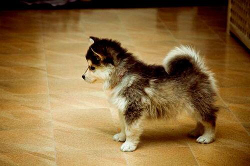 siberian husky cross pomeranian