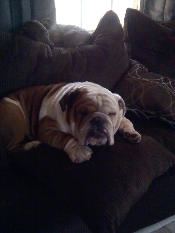 yvonnesdestiny's tweet photo. This one cool dog http://t.co/yuwigzFvDV
