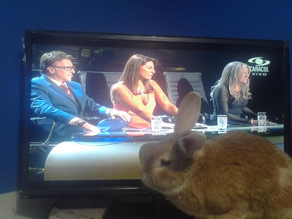 #viendoyomellamo con mi conejo SERAFIN