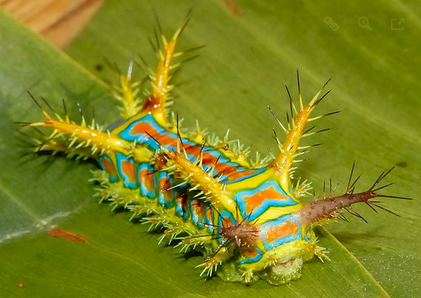 For those who liked the peacock spider, here's a reminder of a previous week's #LivingWonder: wattle cup caterpillar.