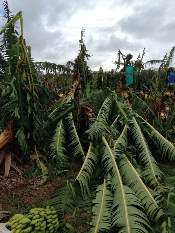 Phil_Staley's tweet image. On the Hopevale bananas, was about 2 wks from harvest of thousands of boxes. Like all cyclones: crap timing. #TCIta