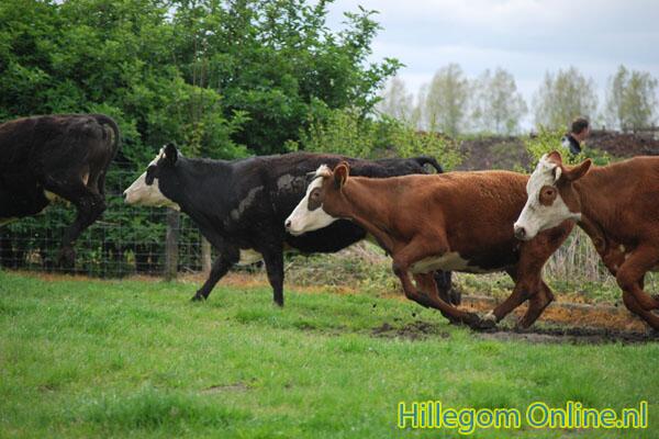 A.S. Zaterdag 19 april om 11:00 gaan bij ons de koeien weer naar buiten! kom je ook? elsbroekerwei.nl