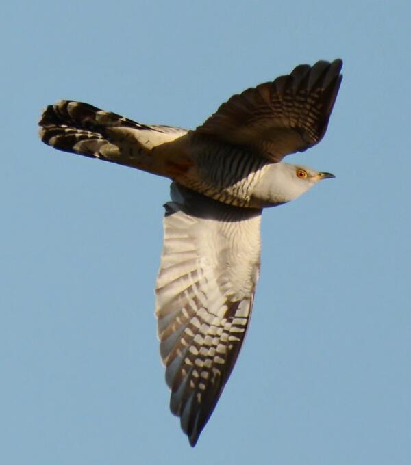 mick davis tweet media