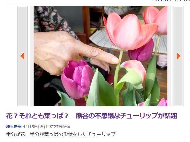 Onodekita 花 それとも葉っぱ 熊谷の不思議なチューリップが話題 埼玉新聞 4月15日 火 14時27分配信 Http T Co Zqcspg9d4c 奇形 Http T Co 18cllkvi7e Twitter Onodekita 花 それとも葉っぱ 熊谷の不思議なチューリップが話題 埼玉新聞 4月15日 火 14時27分配信 Http T Co Zqcspg9d4c 奇形 Http T Co 18cllkvi7e Twitter