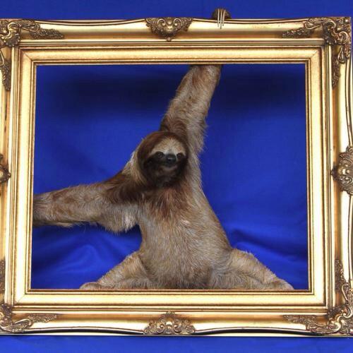 There's a show about sloths I watch and this is a screenshot from the opening titles 

snowdone