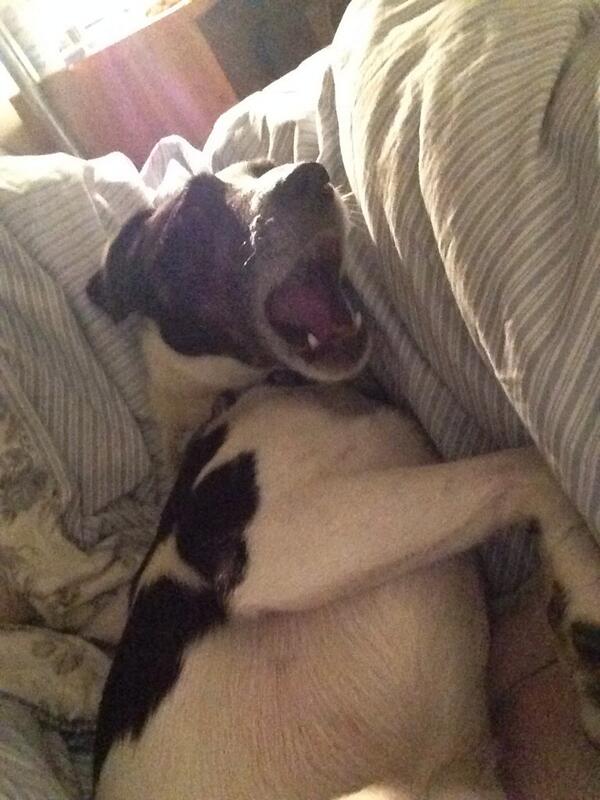 Not a big fan of Tuesdays.. #yawn