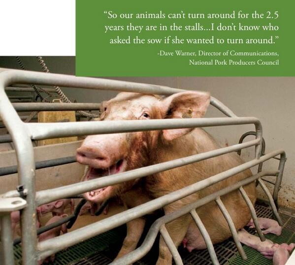 Pork industry keeps #pigs in crates so small they can't turn around. And defends the practice! #cruelty