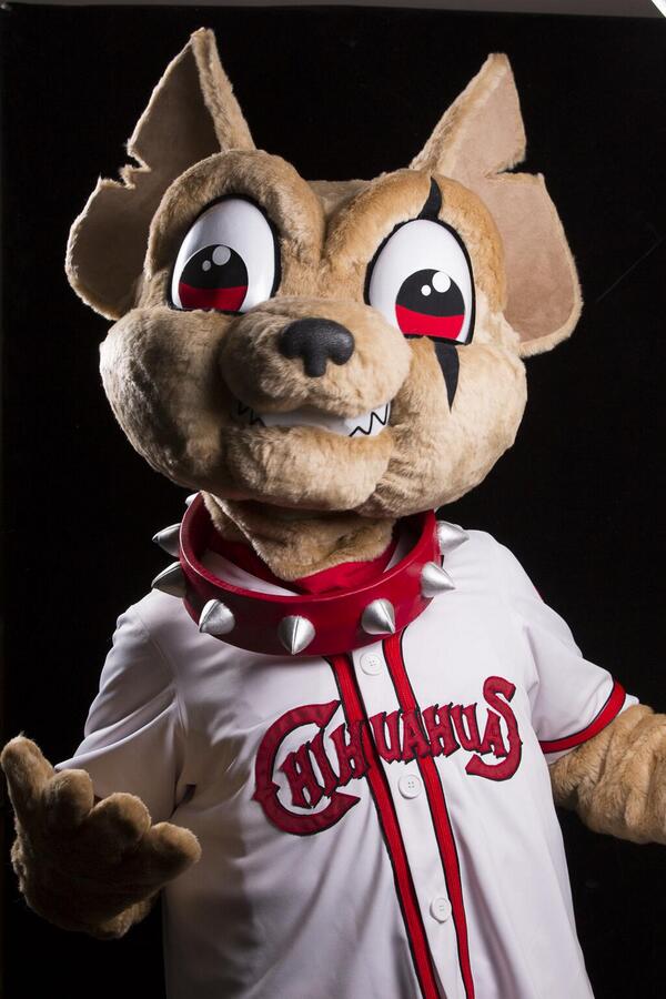 el paso chihuahuas chico