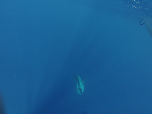 omegadivers's tweet photo. This is our today surprise!!! http://t.co/zhih65UVAR