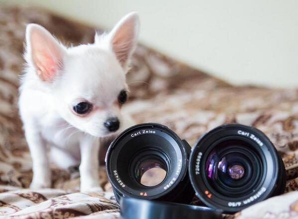 ZEISS_Group's tweet photo. Cute #ZEISSelfie by @osleek. Is there a #cinemizer #ZEISSelfie out there as well? http://t.co/hcsPxXkVLY