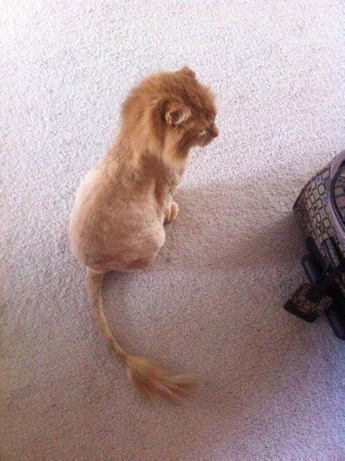 Someone shaved their cat and turned it into Simba