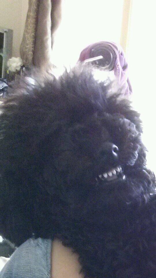 잠이 안와서 사진첩뒤지는데 우리와우..
와우보고싶다.. 넌안아프고 잘먹고 잘살구있는거지?? 보고싶다와우야..ㅠ.ㅜ