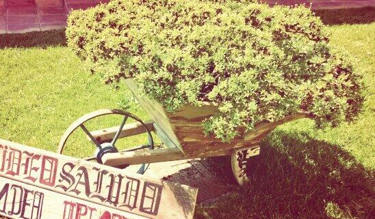 #wedding #springtime